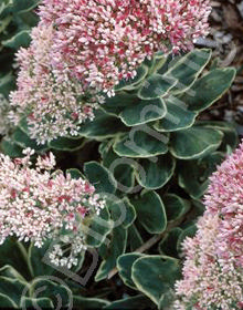 Sedum spectabilis 'Pink Chablis'